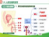 第四單元 人體生理與健康（單元復習課件）-2024-2025學年七年級生物下冊（人教版2024）