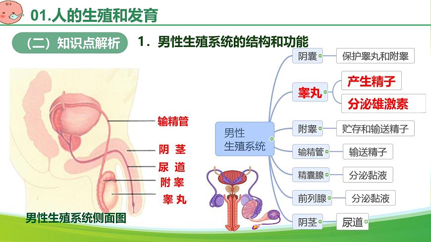 第四单元 人体生理与健康（单元复习课件）-2024-2025学年七年级生物下册（人教版2024）第5页
