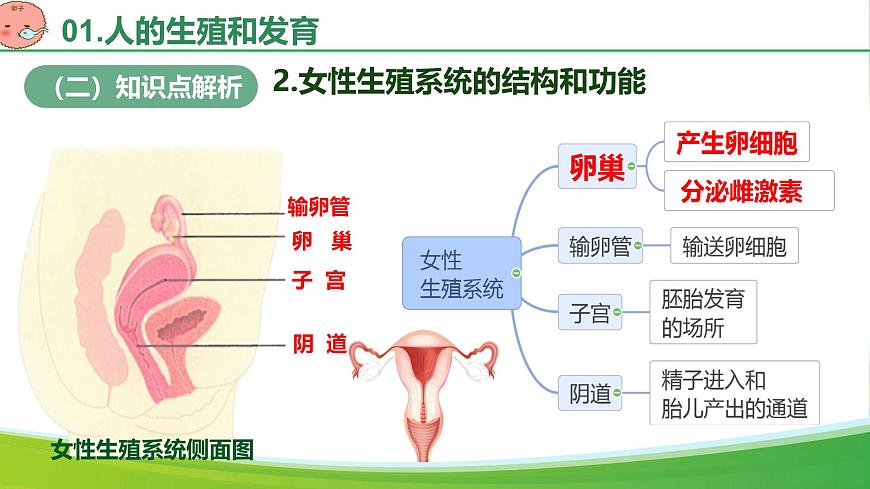 第四单元 人体生理与健康（单元复习课件）-2024-2025学年七年级生物下册（人教版2024）第6页