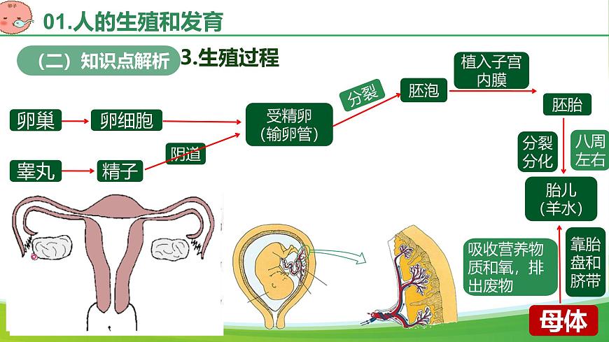 第四单元 人体生理与健康（单元复习课件）-2024-2025学年七年级生物下册（人教版2024）第7页
