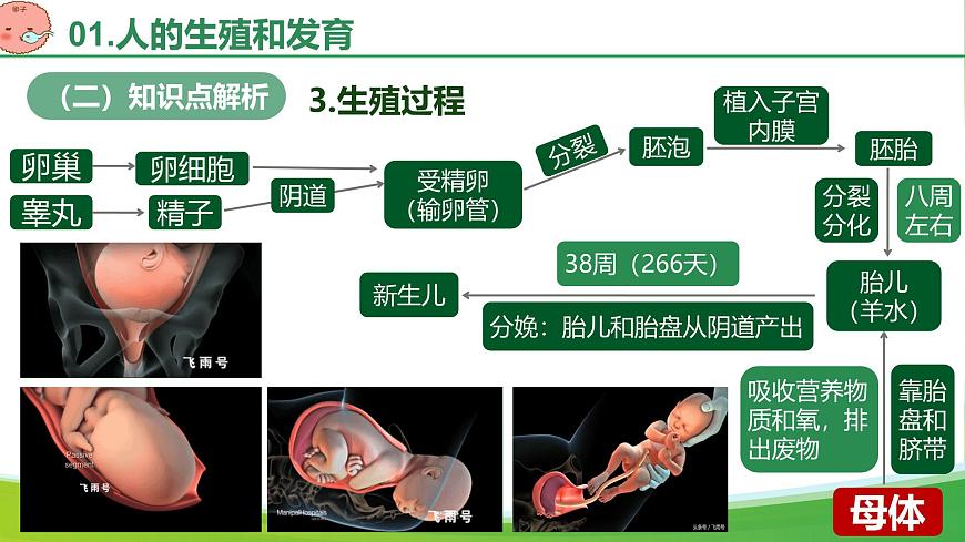 第四单元 人体生理与健康（单元复习课件）-2024-2025学年七年级生物下册（人教版2024）第8页