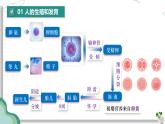 第四單元 人體生理與健康（一）（復習課件）-2024-2025學年七年級生物下冊（人教版2024）