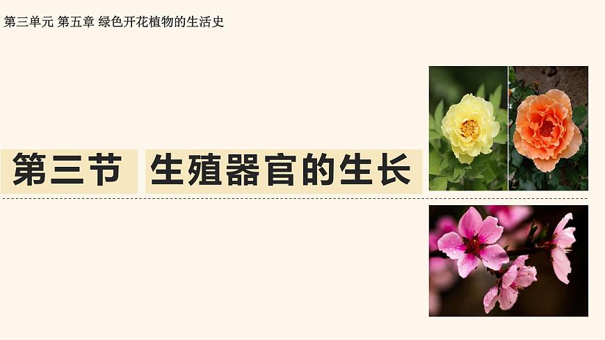 5.3 生殖器官的生长 课件-2024-2025学年北师大版生物七年级上册第1页