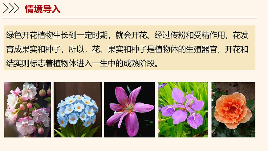 5.3 生殖器官的生长 课件-2024-2025学年北师大版生物七年级上册第3页