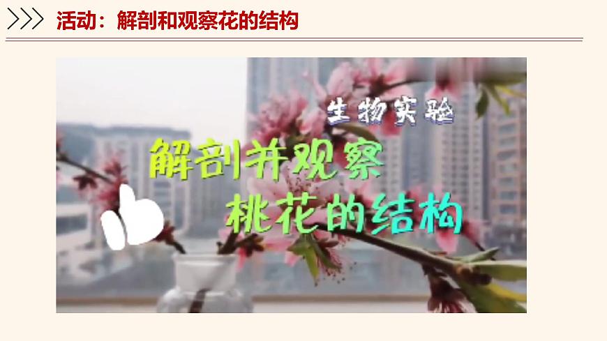 5.3 生殖器官的生长 课件-2024-2025学年北师大版生物七年级上册第5页