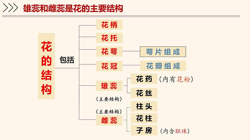 5.3 生殖器官的生长 课件-2024-2025学年北师大版生物七年级上册第8页