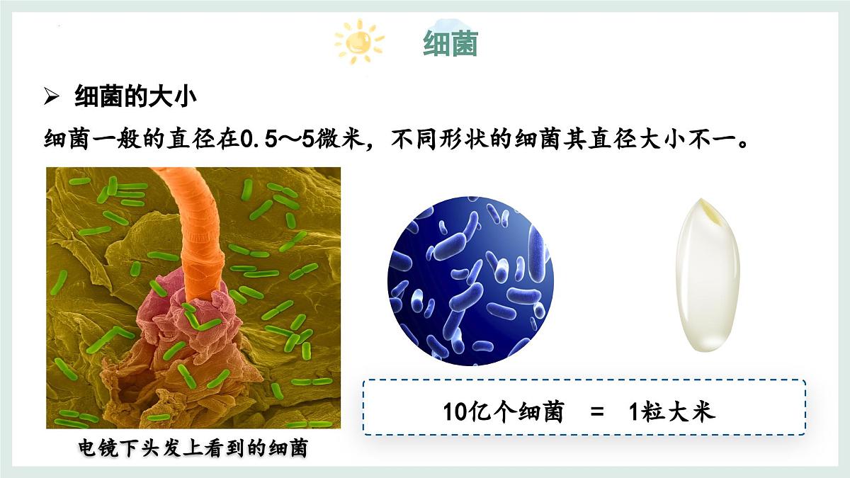 5.1 真菌、细菌和病毒（第2课时）课件-2024-2025学年苏教版生物七年级上册第4页