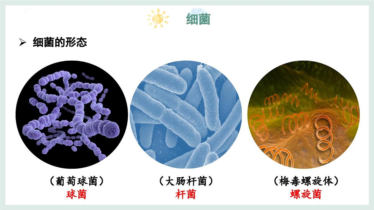 5.1 真菌、细菌和病毒（第2课时）课件-2024-2025学年苏教版生物七年级上册第5页