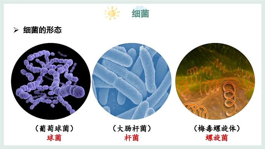 5.1 真菌、细菌和病毒（第2课时）课件-2024-2025学年苏教版生物七年级上册第5页