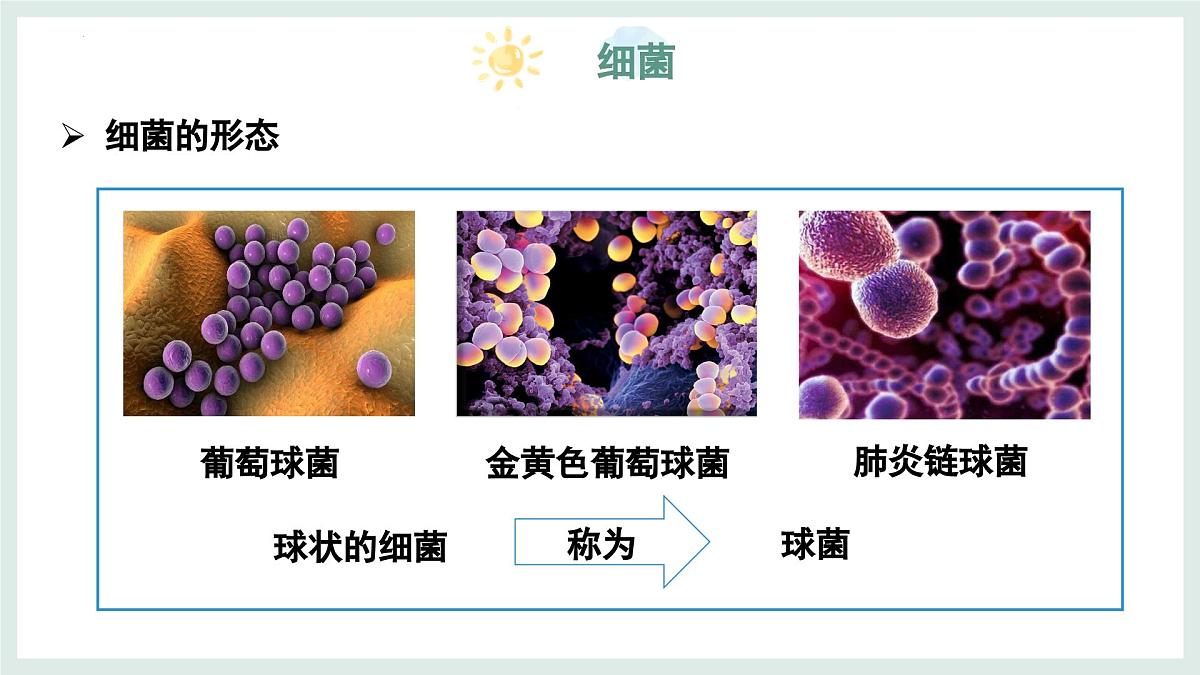 5.1 真菌、细菌和病毒（第2课时）课件-2024-2025学年苏教版生物七年级上册第6页