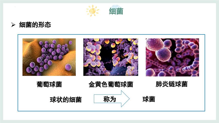 5.1 真菌、细菌和病毒（第2课时）课件-2024-2025学年苏教版生物七年级上册第6页