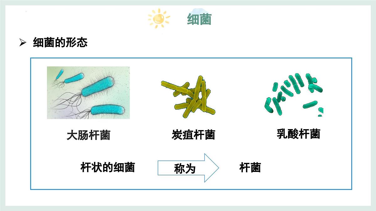 5.1 真菌、细菌和病毒（第2课时）课件-2024-2025学年苏教版生物七年级上册第7页