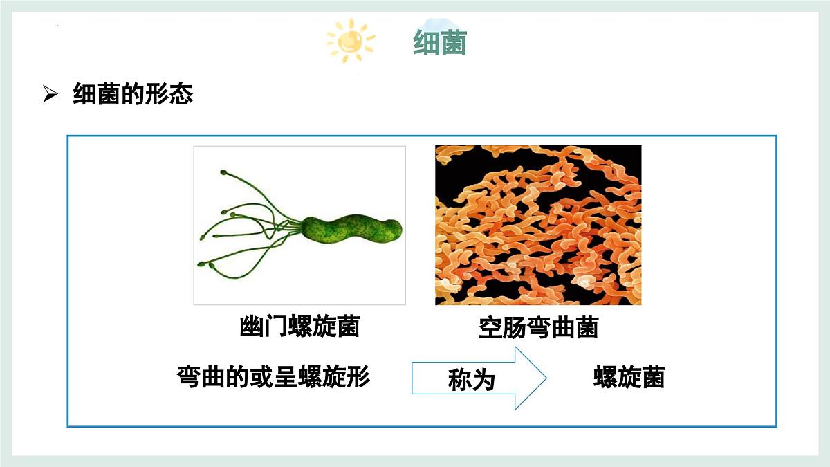 5.1 真菌、细菌和病毒（第2课时）课件-2024-2025学年苏教版生物七年级上册第8页
