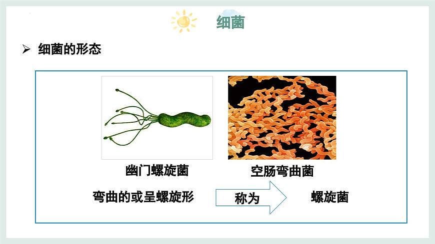 5.1 真菌、细菌和病毒（第2课时）课件-2024-2025学年苏教版生物七年级上册第8页