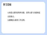 4.4.3 输送血液的泵——心脏（第1课时）课件-2024-2025学年人教版生物七年级下册