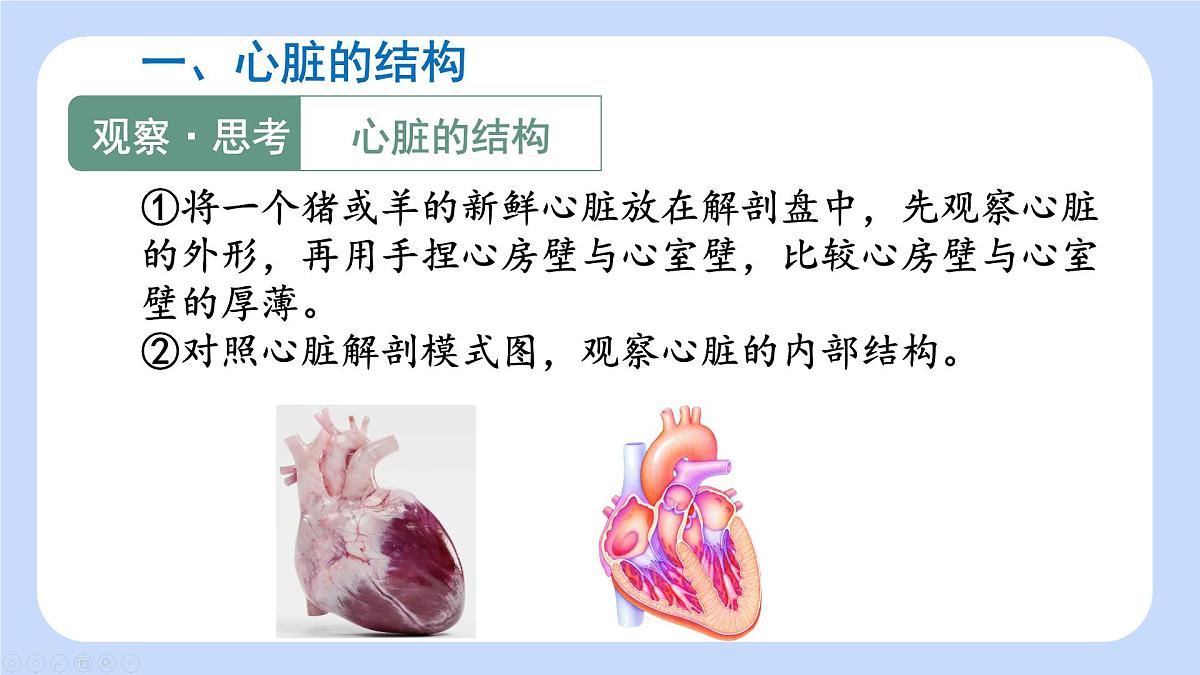 4.4.3 输送血液的泵——心脏（第1课时）课件-2024-2025学年人教版生物七年级下册第5页