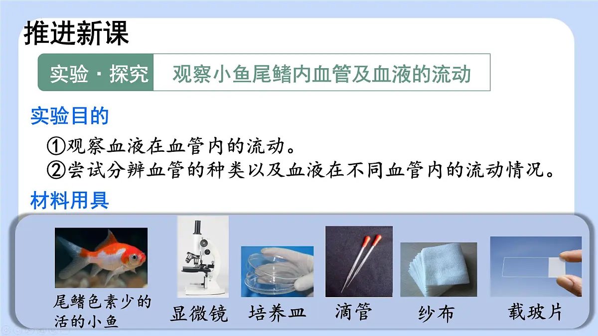 4.4.2 血流的管道——血管 课件-2024-2025学年人教版生物七年级下册第4页