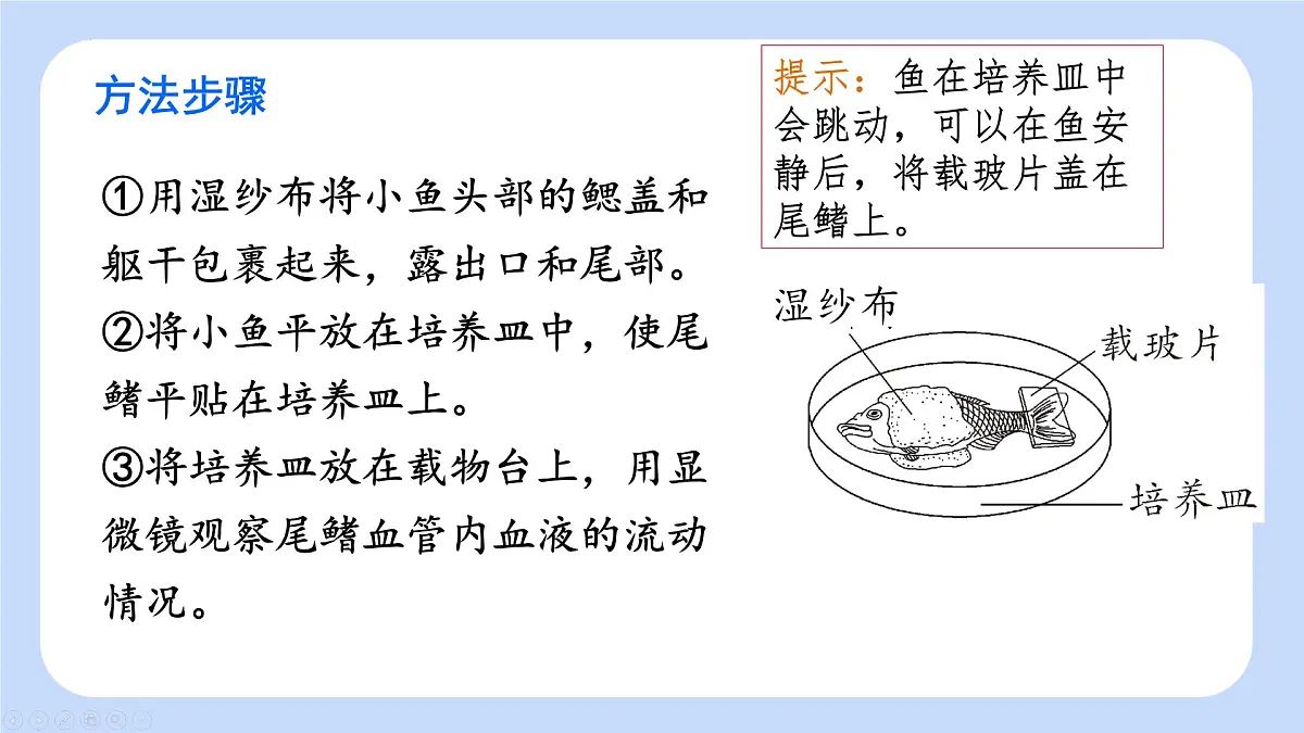 4.4.2 血流的管道——血管 课件-2024-2025学年人教版生物七年级下册第5页