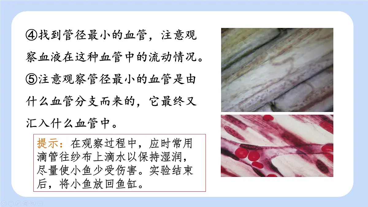 4.4.2 血流的管道——血管 课件-2024-2025学年人教版生物七年级下册第6页
