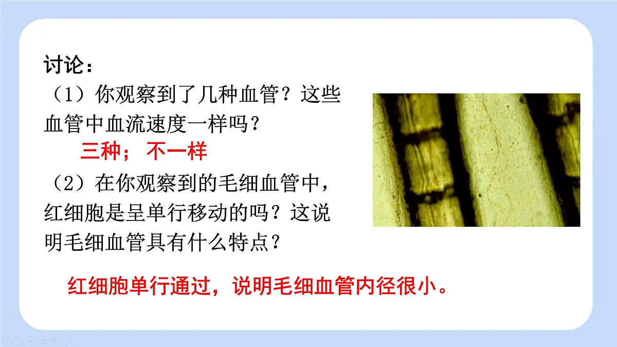 4.4.2 血流的管道——血管 课件-2024-2025学年人教版生物七年级下册第8页