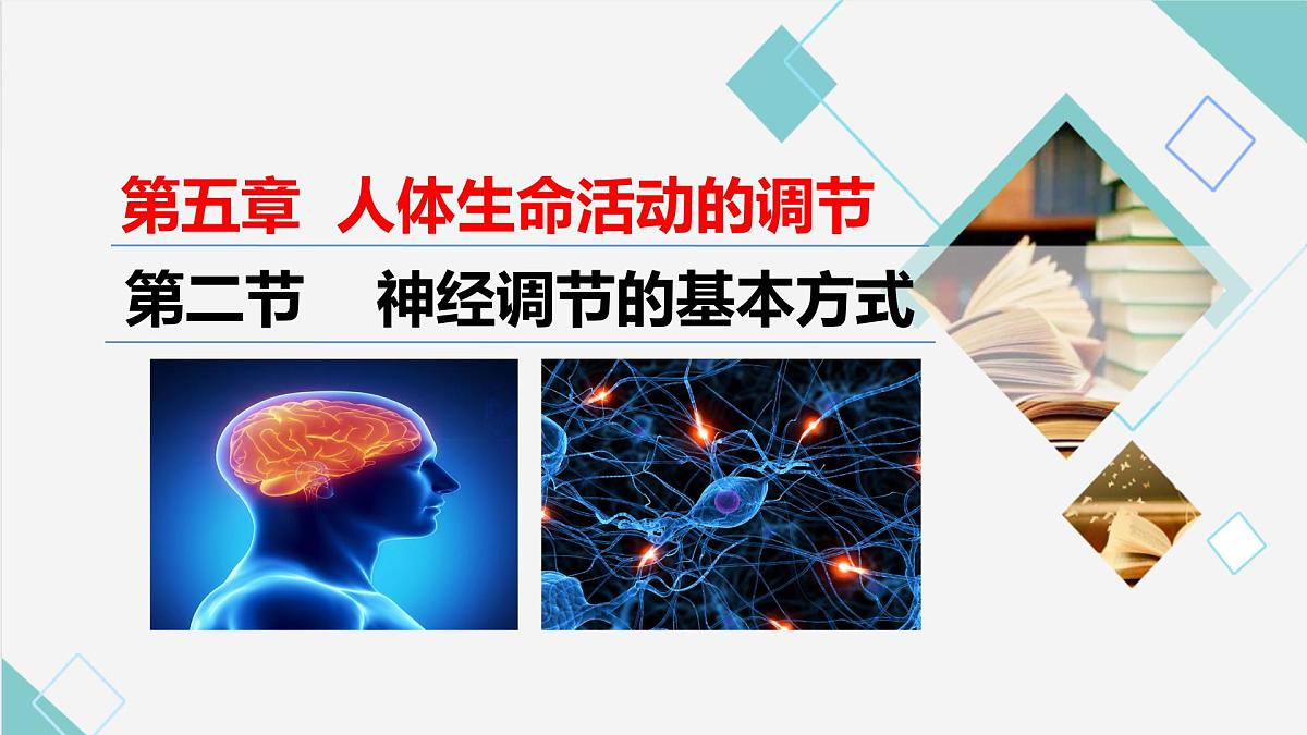 5.2 神经调节的基本方式（课件）2025学年七年级生物下册冀少版第1页