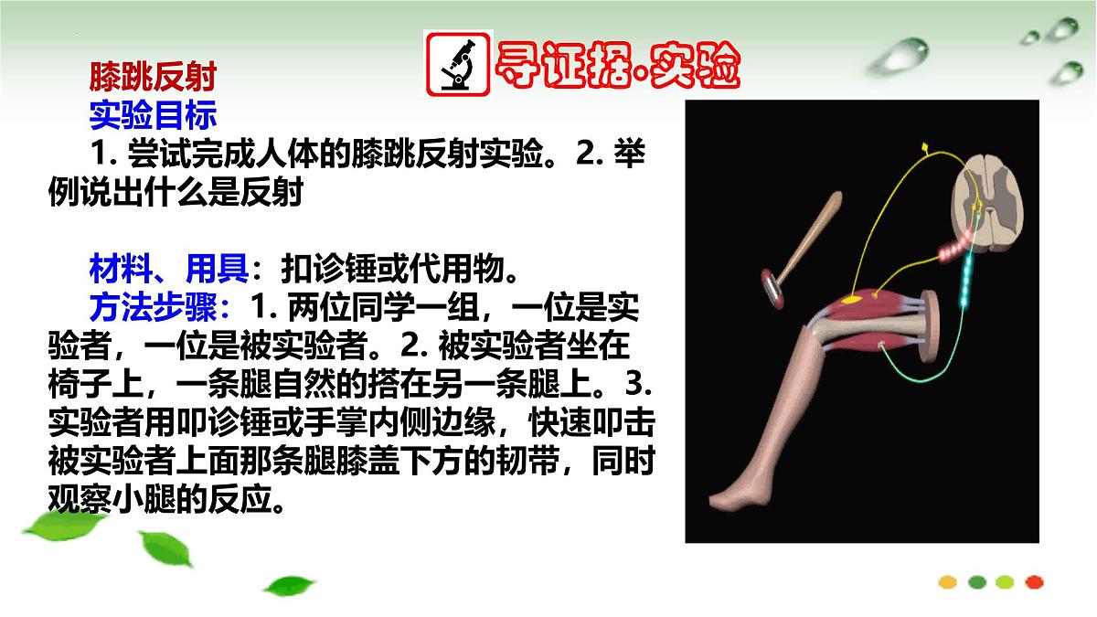 5.2 神经调节的基本方式（课件）2025学年七年级生物下册冀少版第3页