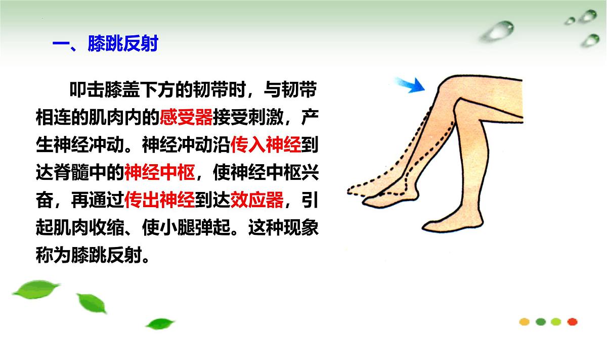 5.2 神经调节的基本方式（课件）2025学年七年级生物下册冀少版第5页