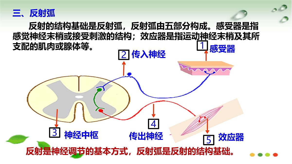 5.2 神经调节的基本方式（课件）2025学年七年级生物下册冀少版第7页