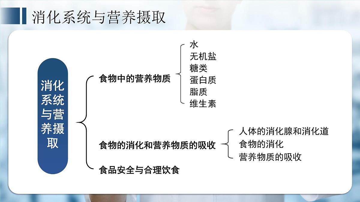 2024-2025学年冀少版生物七年级下册期中复习课件第3页