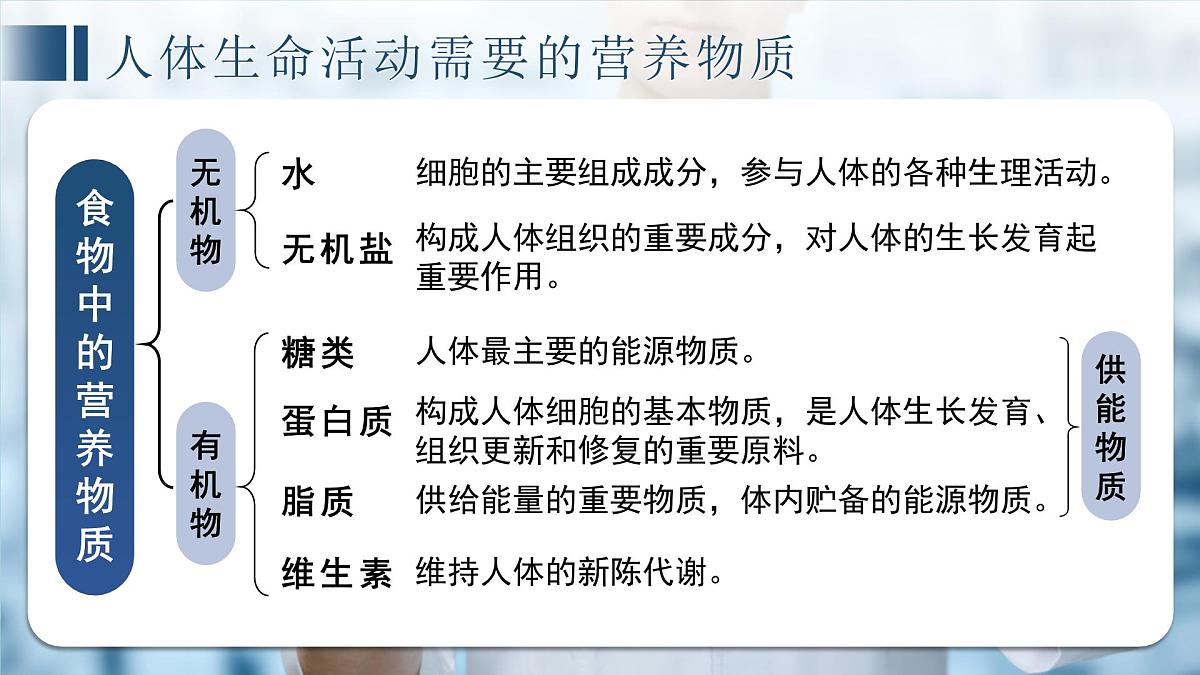 2024-2025学年冀少版生物七年级下册期中复习课件第4页