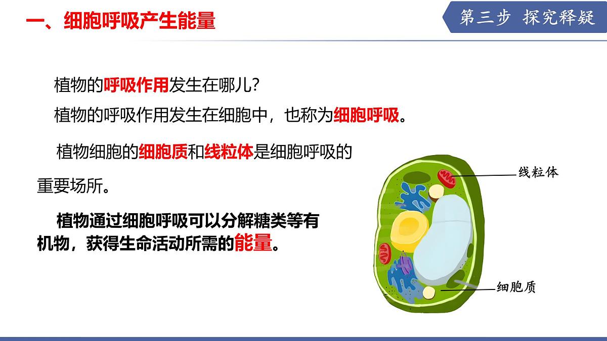 11.2 植物的呼吸作用（第1课时）（课件）2025学年七年级生物下册苏教版第5页