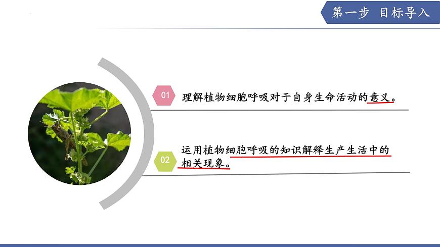 11.2 植物的呼吸作用（第2课时）（课件）2025学年七年级生物下册苏教版第2页