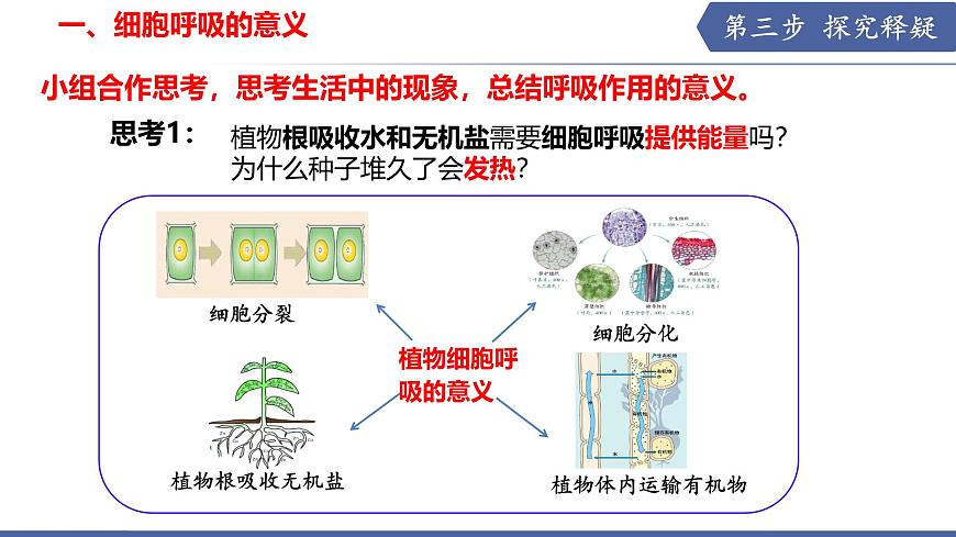 11.2 植物的呼吸作用（第2课时）（课件）2025学年七年级生物下册苏教版第5页