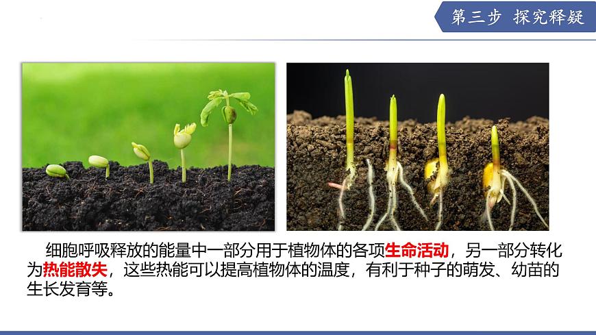 11.2 植物的呼吸作用（第2课时）（课件）2025学年七年级生物下册苏教版第6页