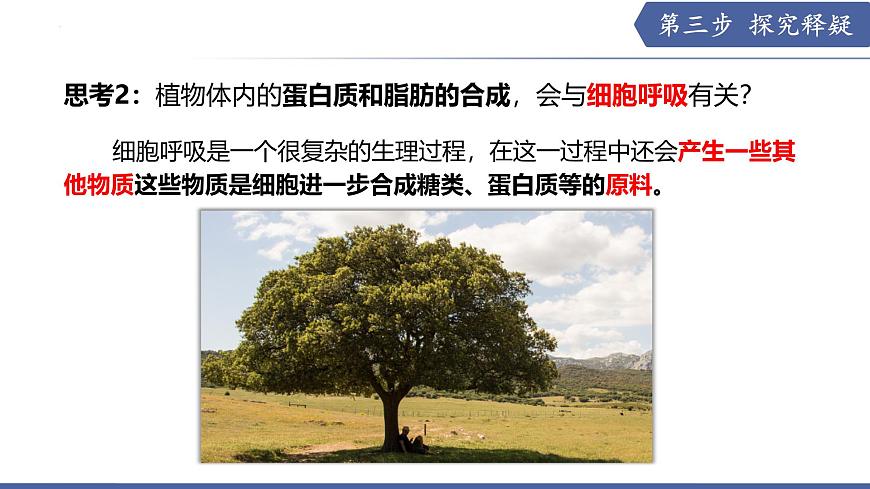 11.2 植物的呼吸作用（第2课时）（课件）2025学年七年级生物下册苏教版第7页