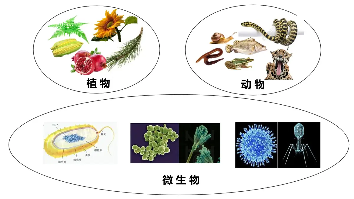 人教版（2024）生物七年级上册7.4.1尝试对生物进行分类课件第2页