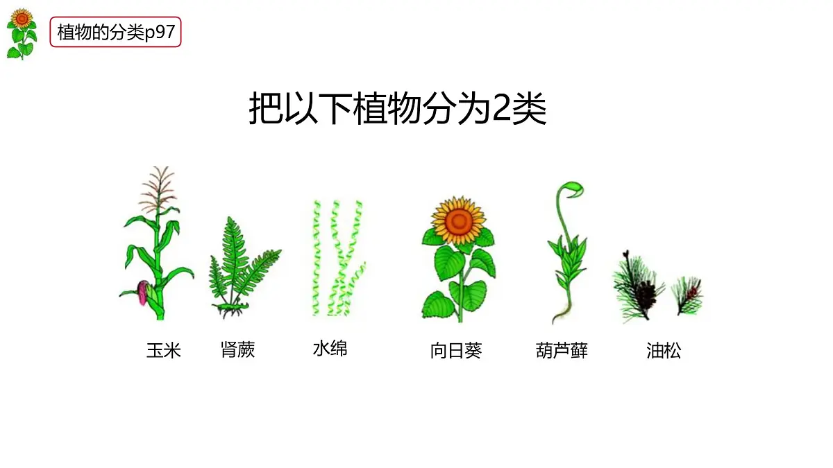 人教版（2024）生物七年级上册7.4.1尝试对生物进行分类课件第3页