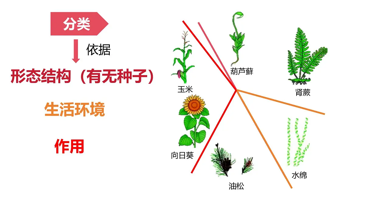 人教版（2024）生物七年级上册7.4.1尝试对生物进行分类课件第4页