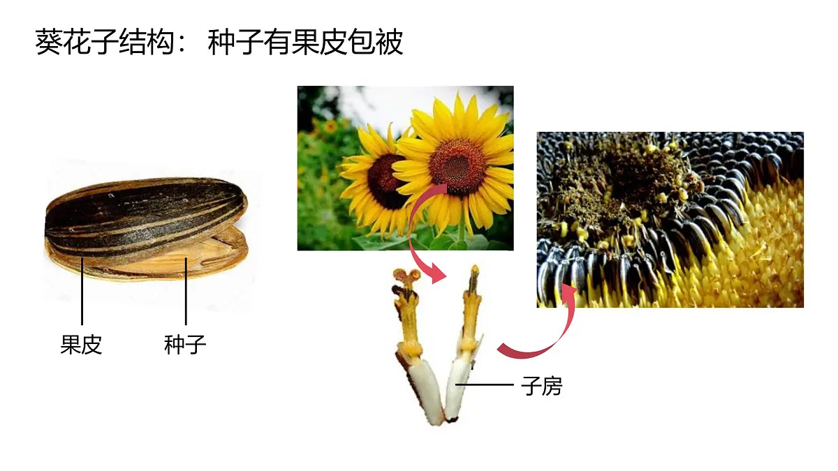 人教版（2024）生物七年级上册7.4.1尝试对生物进行分类课件第7页