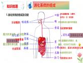 第一章 消化系統(tǒng)與營(yíng)養(yǎng)攝?。ㄕ履?fù)習(xí)課件）2025學(xué)年七年級(jí)生物下冊(cè)冀少版