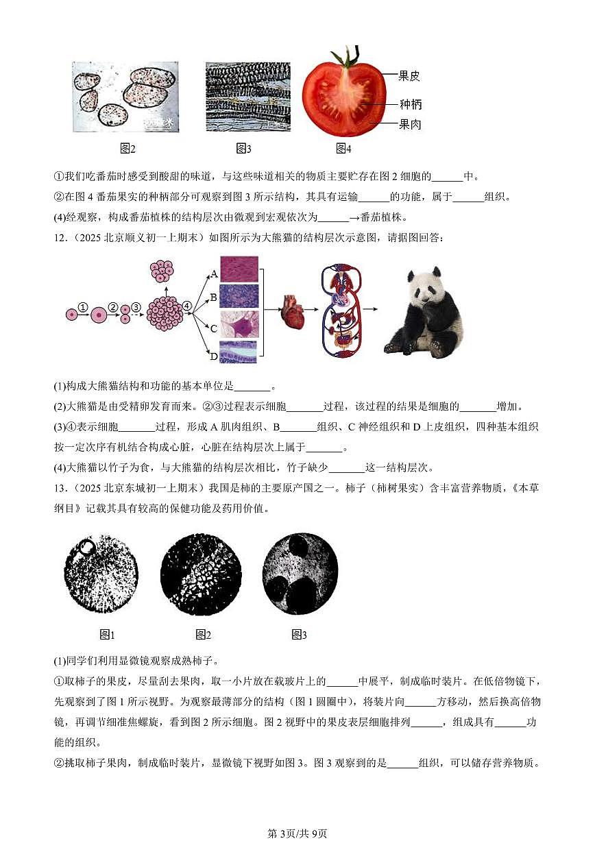 2025北京初一（上）期末真题生物汇编：植物体的结构层次第3页