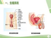人教版（2024）初中七年級下冊生物-第四單元-第一章-第一節(jié)-人的生殖（課件）