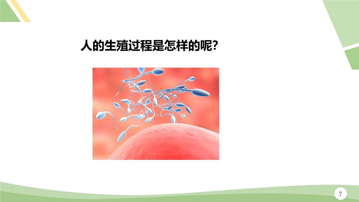 人教版（2024）初中七年级下册生物-第四单元-第一章-第一节-人的生殖（课件）第7页