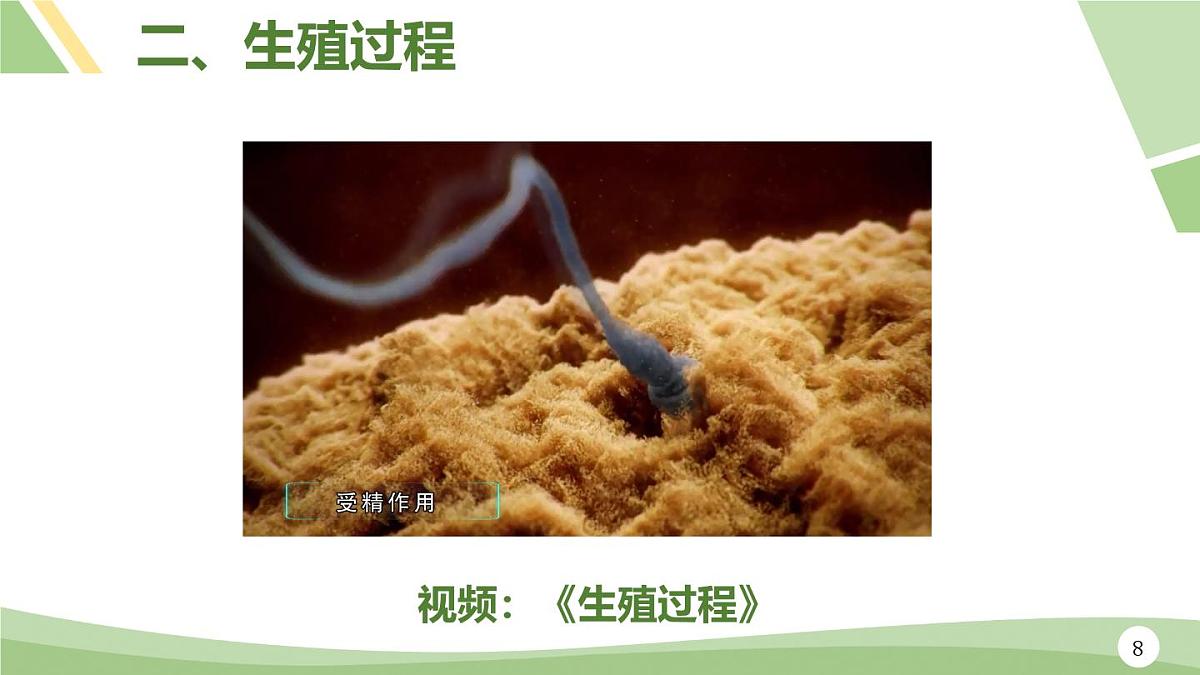 人教版（2024）初中七年级下册生物-第四单元-第一章-第一节-人的生殖（课件）第8页