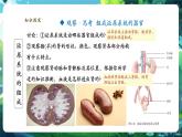 【新教材核心素養(yǎng)】人教版生物七年級(jí)下冊(cè)4.5人體內(nèi)廢物的排出（課件+同步教案+導(dǎo)學(xué)案+分層作業(yè)）