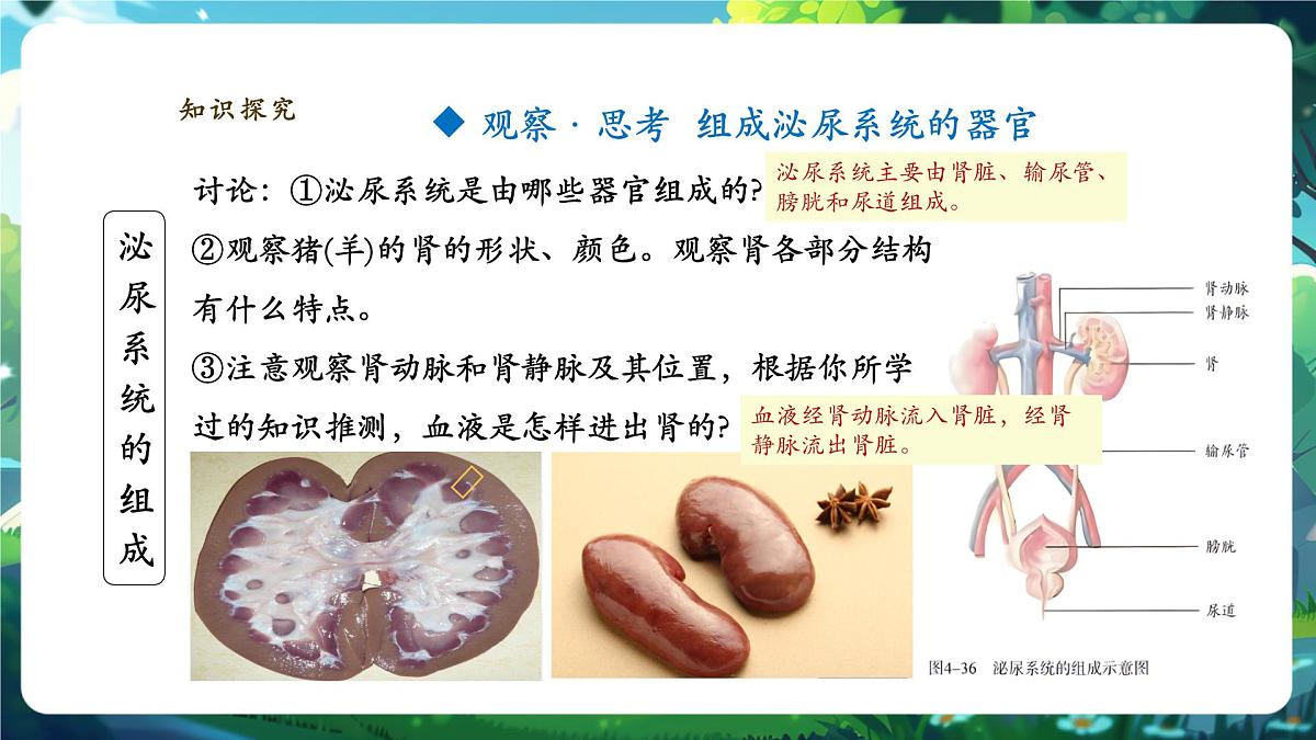 4.5人体内废物的排出 课件第5页