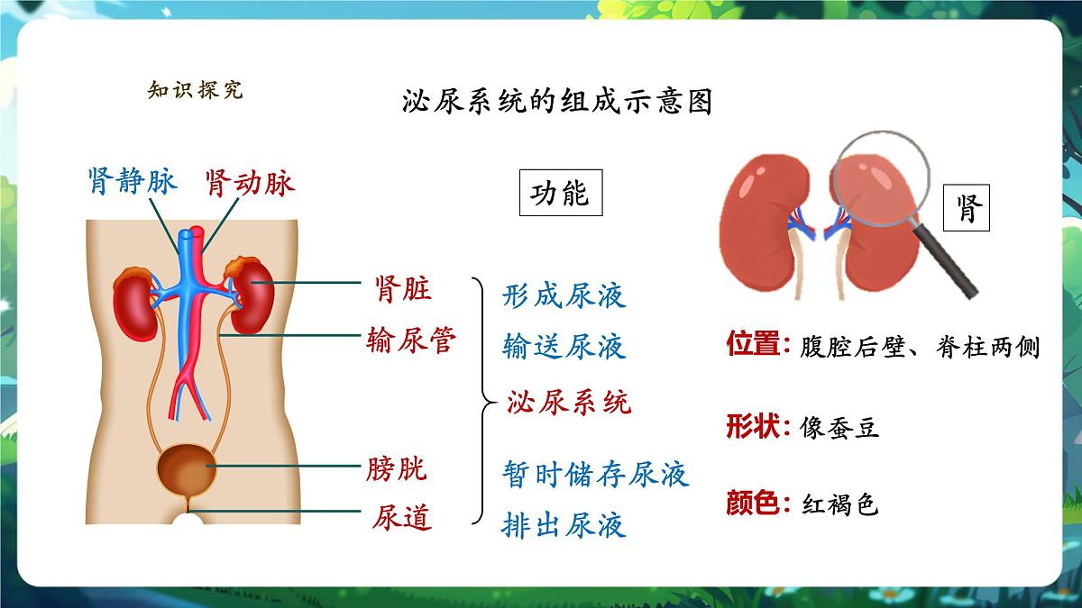 4.5人体内废物的排出 课件第6页
