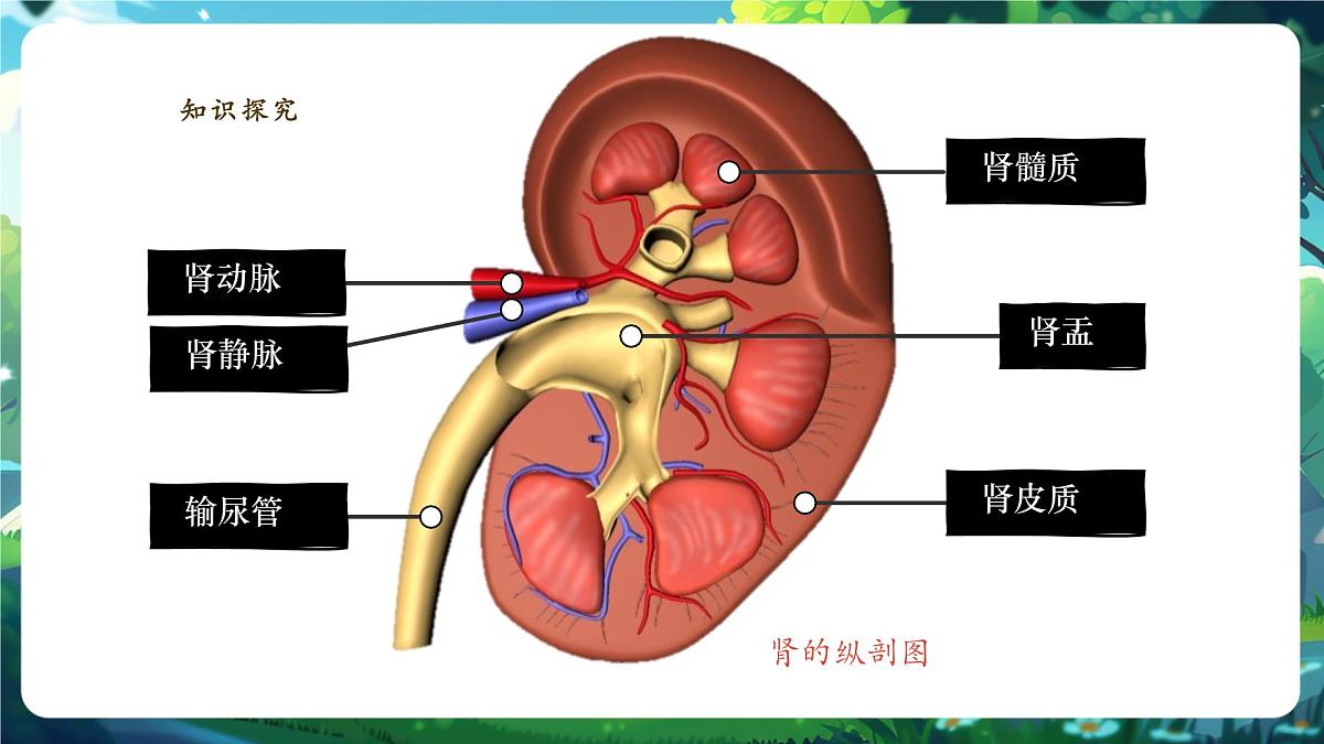 4.5人体内废物的排出 课件第7页