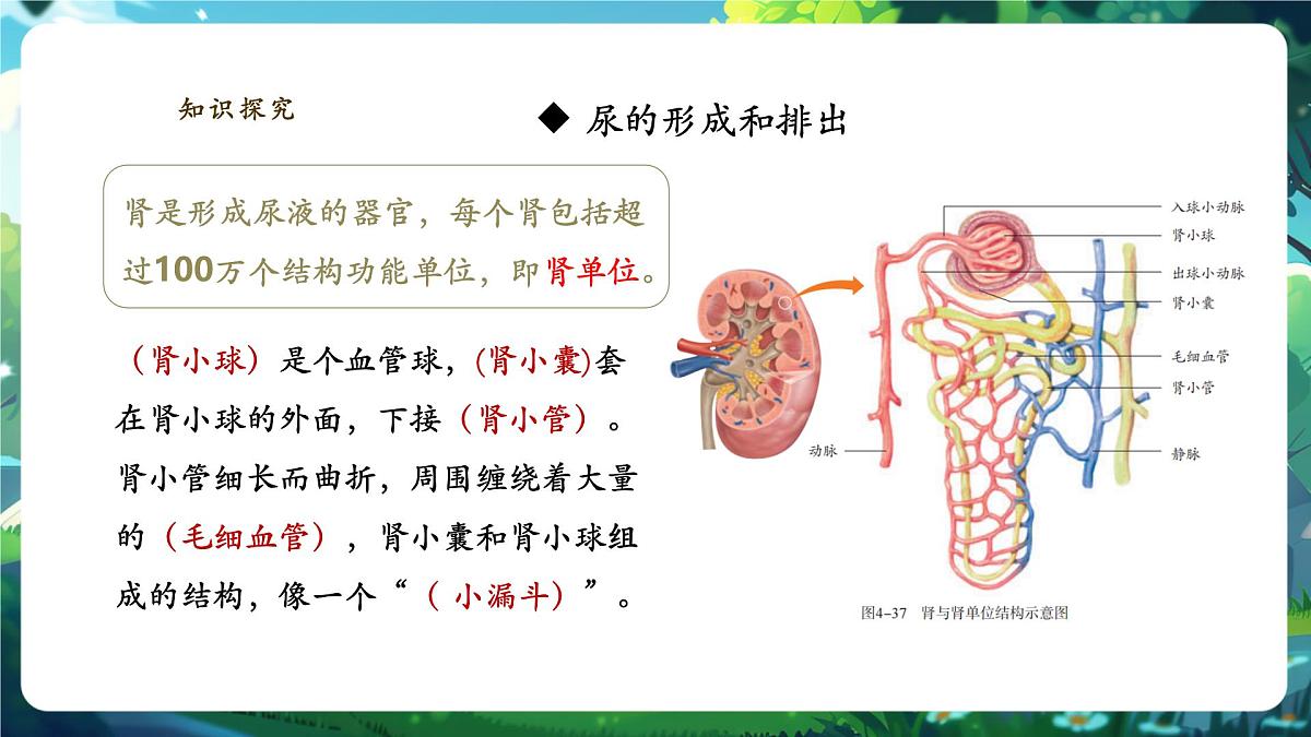 4.5人体内废物的排出 课件第8页