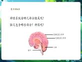 【核心素養(yǎng)優(yōu)質(zhì)課】冀少版生物七年級下冊 3.5.2神經(jīng)調(diào)節(jié)的基本方式（課件+同步教案+導學案+分層作業(yè)）